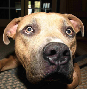 pit bull dog with surprised curious look in golden eyes