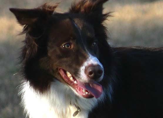The Problem With “Lassie Syndrome”