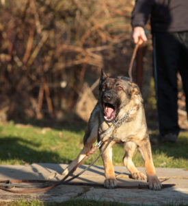 dog on leash becoming aggressive