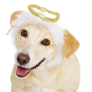 Angel dog, obedient or trained