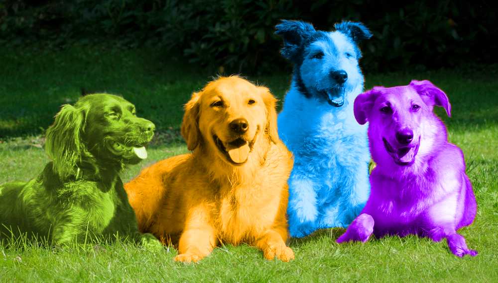 4 dogs on grass depicting dog personality color